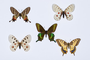 Fototapeta na wymiar Collection of swallowtail butterflies