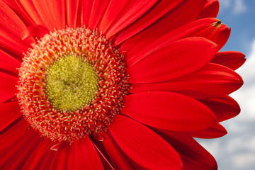 red gerbera flower