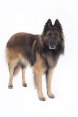 Fototapeta premium Dog, Belgian Shepherd Tervuren, standing, isolated