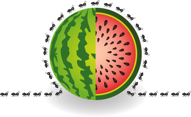 Ants around watermelon
