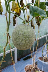 melon