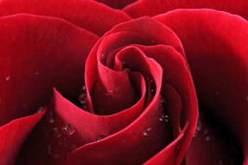 Red Rose, Closeup