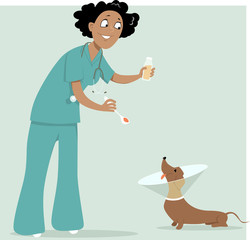 Female veterinarian giving a medicine to a dog in a cone collar, EPS 8 vector illustration, no transparencies