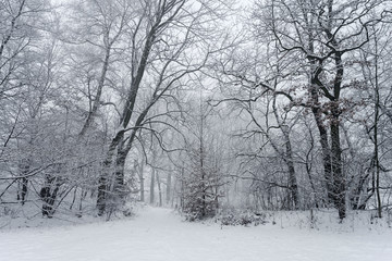 Snowy trees in winter