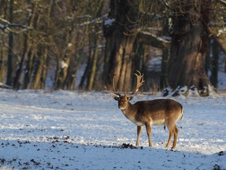 Fototapeta premium The fallow deer (Dama dama) in a winter landscape.