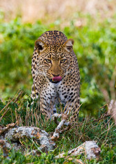 Naklejka na ściany i meble Leopard in the savannah. National Park. Kenya. Tanzania. Maasai Mara. Serengeti. An excellent illustration.