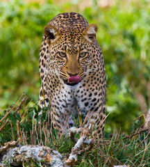 Leopard in the savannah. National Park. Kenya. Tanzania. Maasai Mara. Serengeti. An excellent illustration.