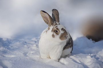 Fototapeta premium weiß-braun gescheckter Hase im Schnee