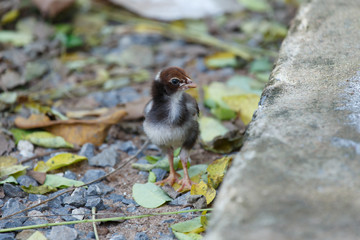 chick