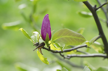 Blossoming of pink magnolia flowers in spring time, floral background