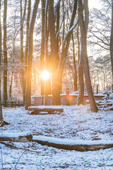 Snowy Forest Landscape