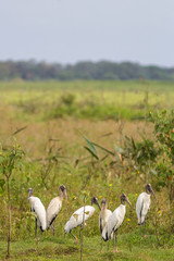 A lot Wood Storks (Mycteria americana)standing in vegetation - M