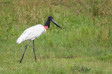 Jabiru (Jabiru Mycteria) standing in vegetation - Mato Grosso do