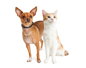 Chihuahua Dog and Orange and White Cat Together