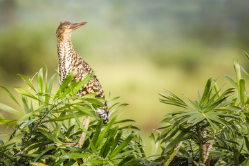 Rufescent Tiger-Heron (Tigrisoma lineatum)