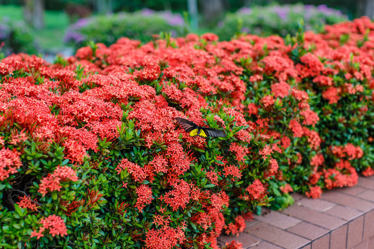 Ixora