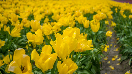 Obraz premium Tulips