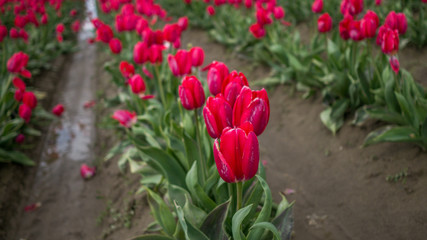 Tulips
