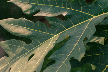 leaves