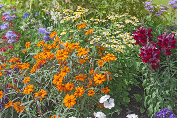 Bright flowers on the flowerbed