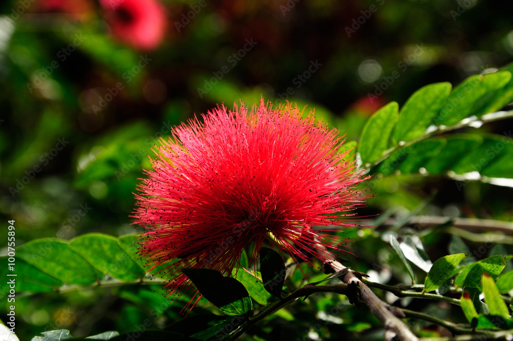 Poster rote puderquastenblüte