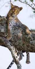 Foto op Canvas Leopard is lying on a tree. National Park. Kenya. Tanzania. Maasai Mara. Serengeti. An excellent illustration. © gudkovandrey