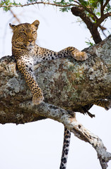 Fototapeta premium Leopard is lying on a tree. National Park. Kenya. Tanzania. Maasai Mara. Serengeti. An excellent illustration.