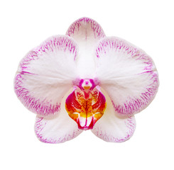 Naklejka na ściany i meble Orchid flower isolated on white