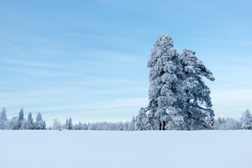Winterlandschaft Schwarzwald