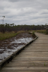 Obraz premium Boardwalk hike through Louisiana marsh wetlands on cloudy day