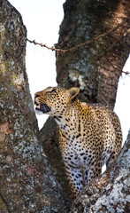 Leopard standing on the tree. National Park. Kenya. Tanzania. Maasai Mara. Serengeti. An excellent illustration.