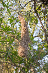 Bird nest in the wild