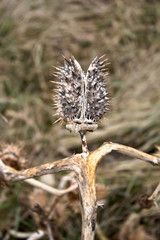 Dry wilted burdock plant