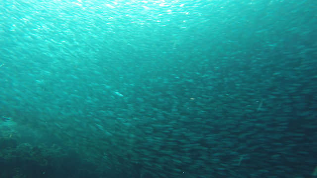 Shoal sea sardines in the blue water of the ocean.tropical underwater world.Diving and snorkeling in the tropical sea.Travel concept,Adventure concept.4K video,ultra HD.