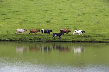 Fototapeta premium cows in line