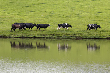 cows in line