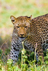 Fototapeta na wymiar Leopard in the savannah. National Park. Kenya. Tanzania. Maasai Mara. Serengeti. An excellent illustration.