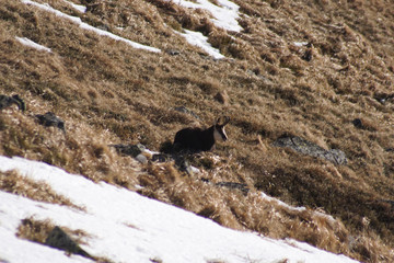 Koza na wzgórzu © Aruru