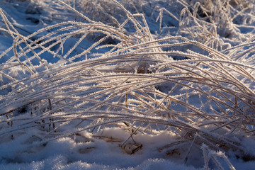 frost on the dry grass in the backlight