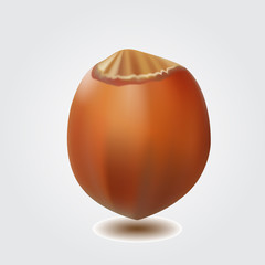 Forest nuts hazelnuts isolated on white background.