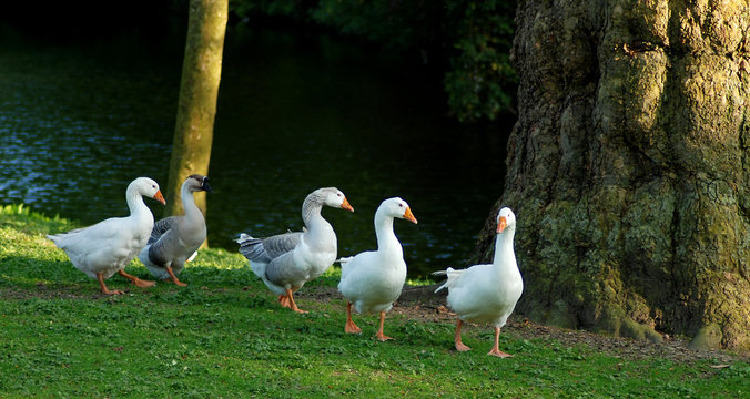 Group of white and grey domestic geese 