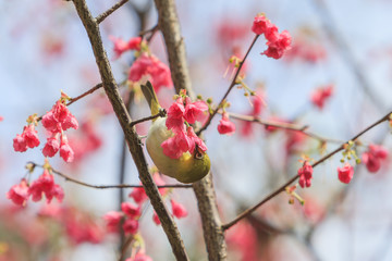 Japanese white-eye and cherry blossom