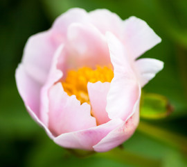 Pale pink peony flower