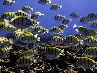 school of fish