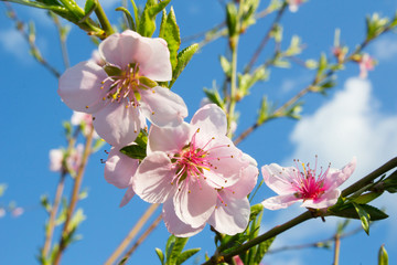 Peach blossoming in the spring