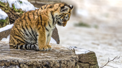 Obraz premium ładny tygrys syberyjski i (Panthera tigris altaica) siedzi lekko przygnębiony lub smutny