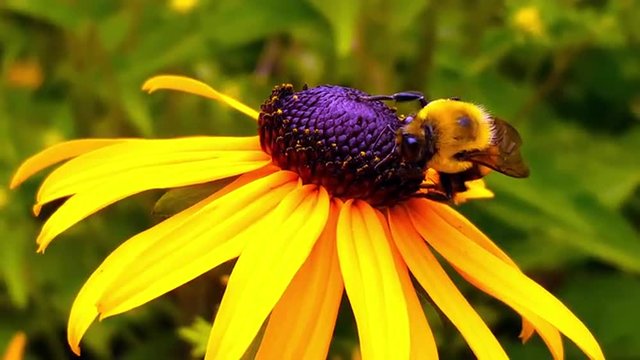 Bee Honeybee on a yellow sun bride CloseUp 4k