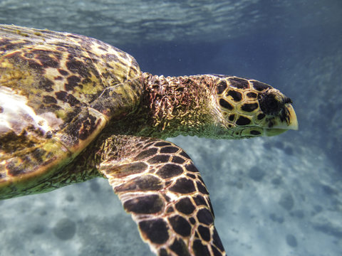 sea turtle closeup