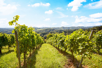 Fototapeta na wymiar Vineyard with grape vines before harvest in autumn, Southern Styria Austria Europe