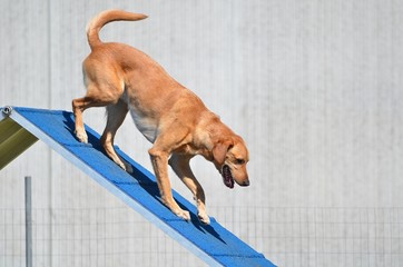 Yellow Labrador Retriever at Dog Agility Trial